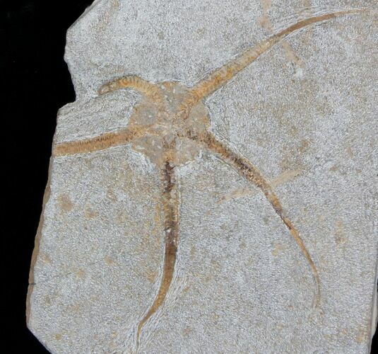 Wide Ophiura Brittle Star Fossil #37039